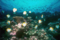   Coral Sea Reef Nikonos 15 Ikelite SS 400 shot Kodachrome 64. 64  